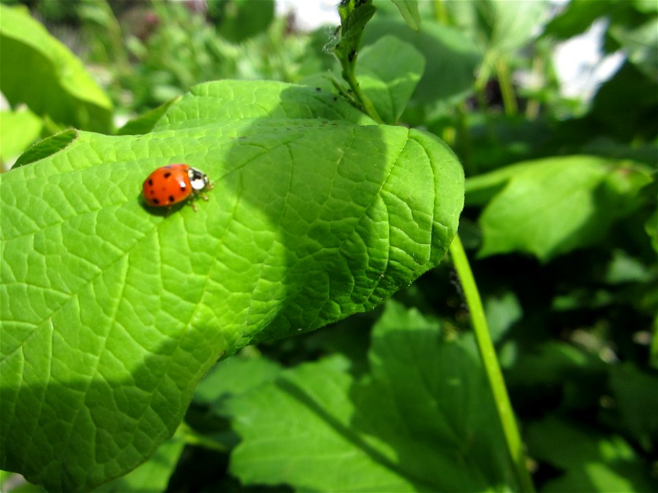 Insekten (Marienkäfer etc.)