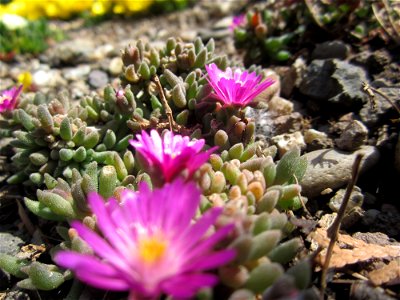 Blumen