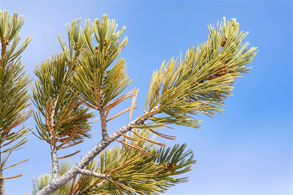 Pinus Flexilis branches