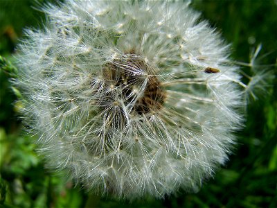 Blumen