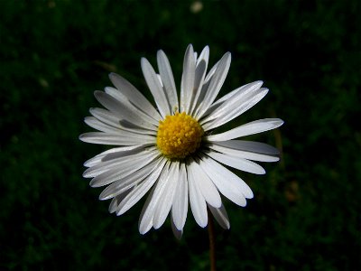 Blumen