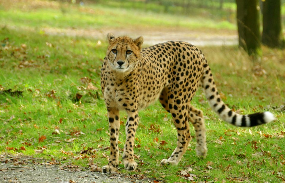 Cheeta photo