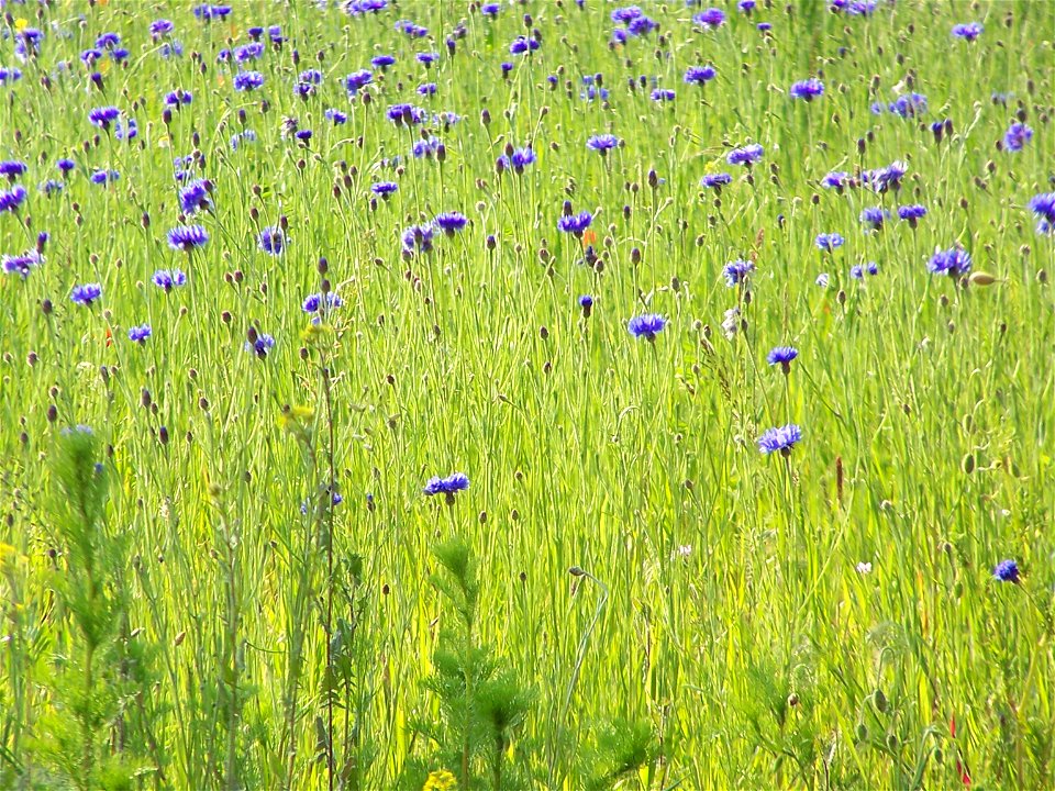 Blumen