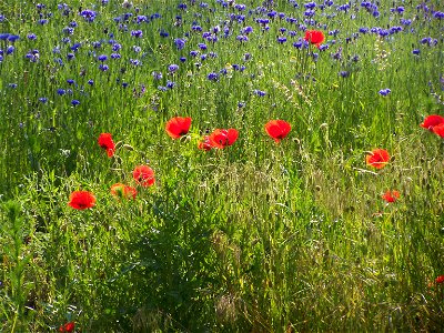 Blumen