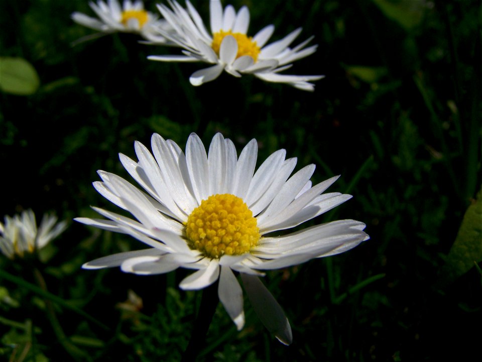 Blumen
