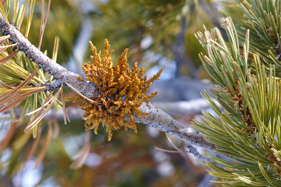 Pinus Flexilis dwarf mistletoe