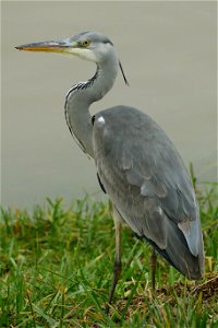 Reiger bij hoog waterstand in de waal bij Vuren