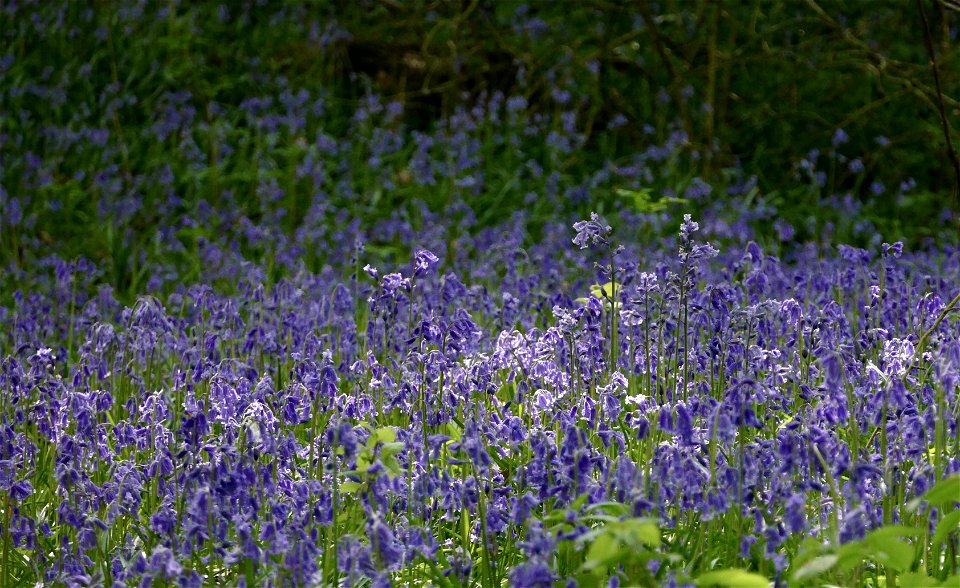 Hanna - Bluebells