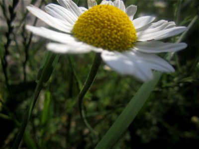 Blumen