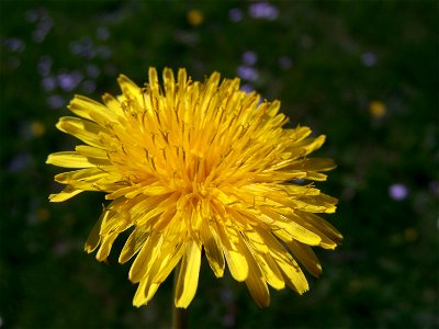 Blumen
