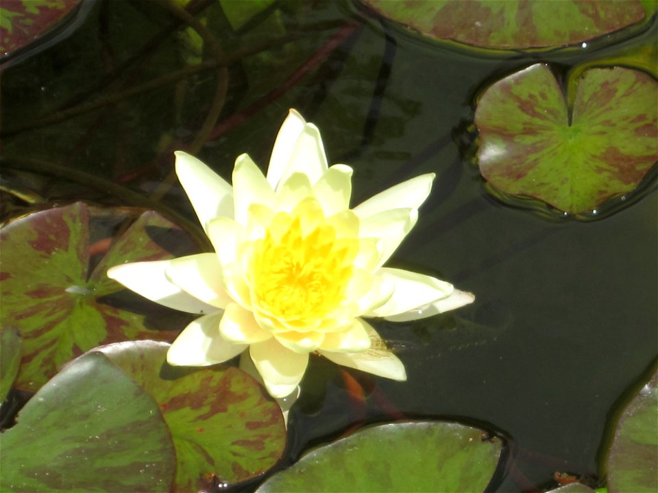 Blumen