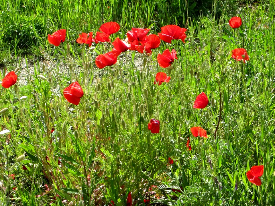 Blumen