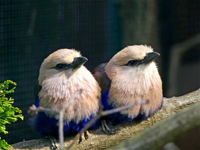 Walts rode vogelpark
