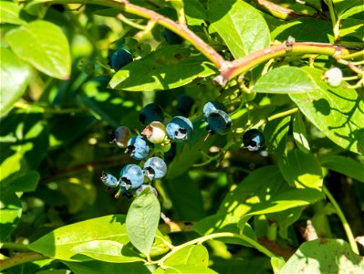 Blueberry bushes photo