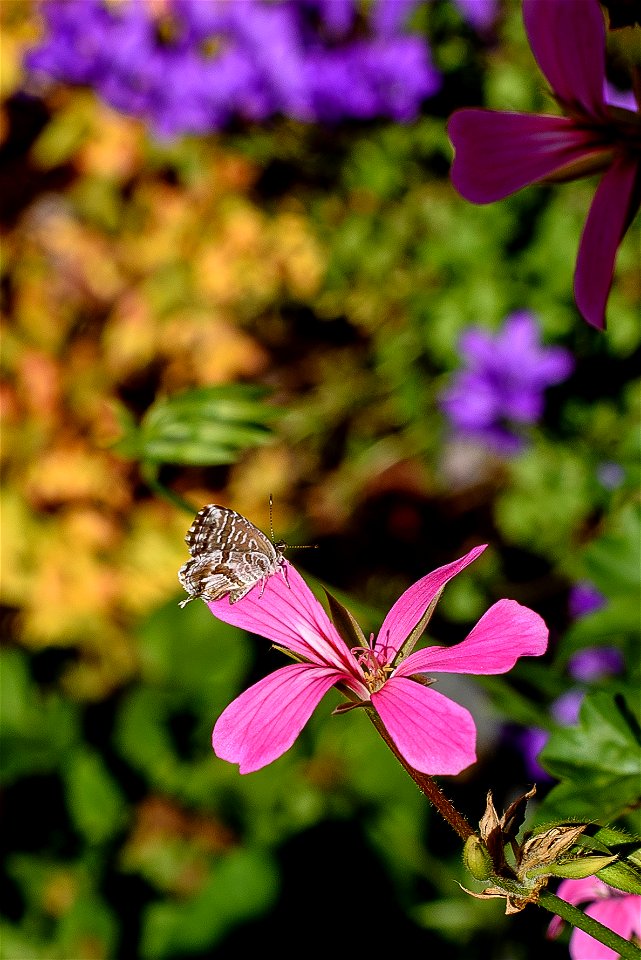 Brun du pélargonium. [Cacyreus marshalli] - proxy photo