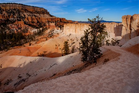 Bristlecone Pines along Tower Bridge trail