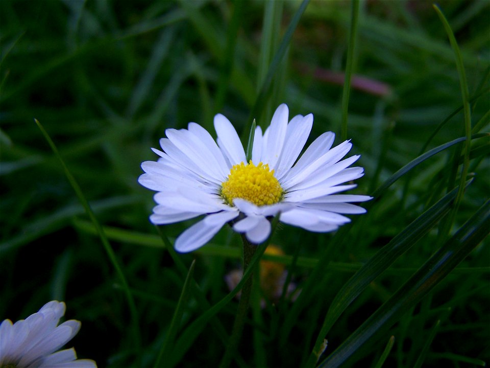 Blumen