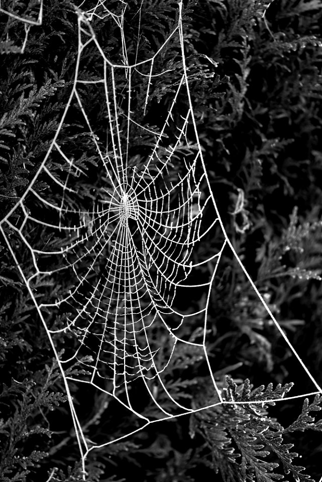 frimas et araignés - Frost and Spider - Frost und Spinne photo