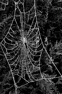 frimas et araignés - Frost and Spider - Frost und Spinne