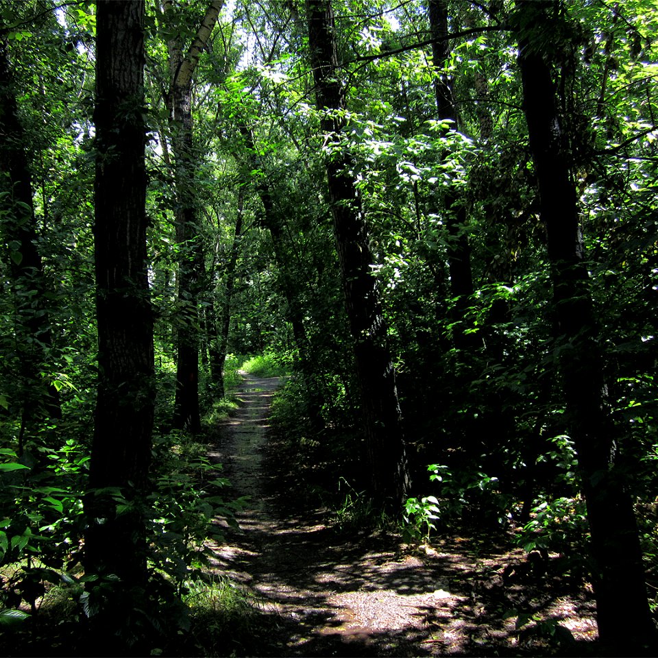 Run through forests on a hot summer day