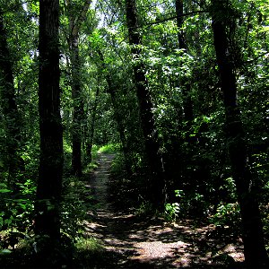 Run through forests on a hot summer day photo