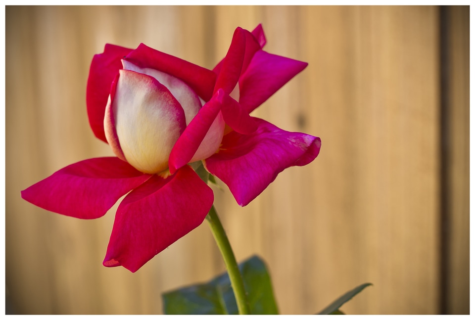 Natural rose roses