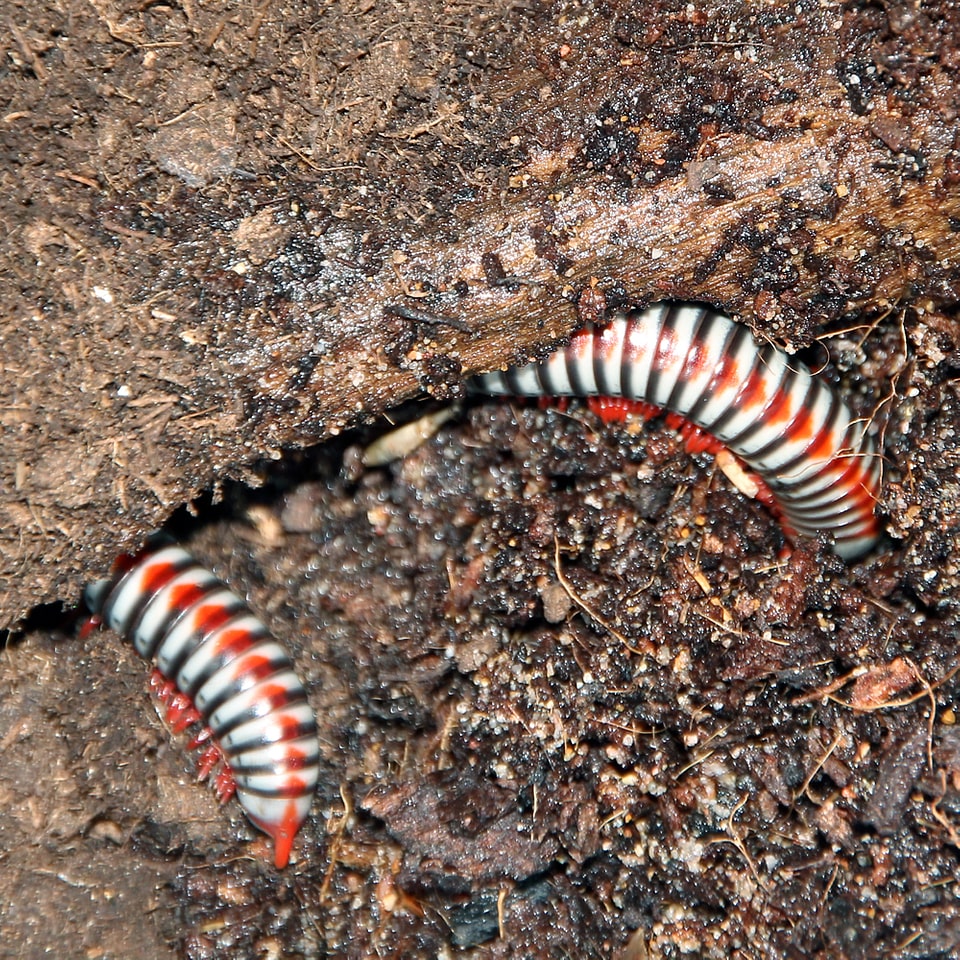 Tokinbolus dolfusi