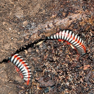 Tokinbolus dolfusi
