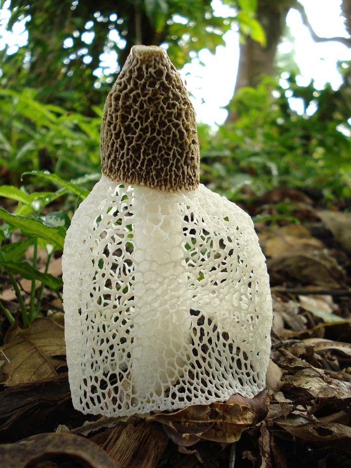 Plant natural botanical