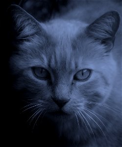 blue cat photo