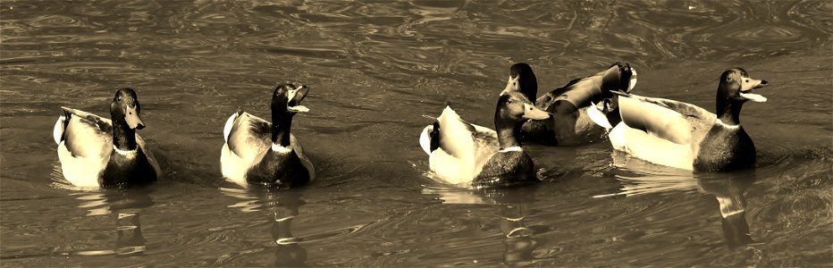 duck song photo