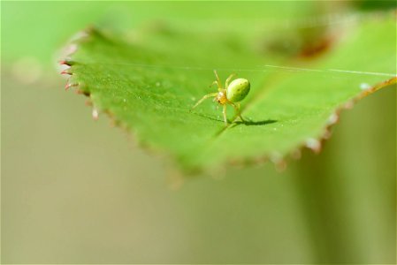 araignée acrobate - acrobat spider - Akrobat spider