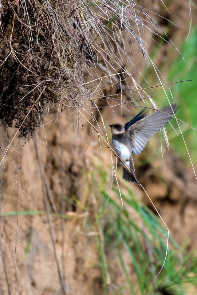 Hirondelle de rivage, Riparia riparia - Barn Swallow - schlucken photo