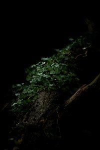 night ivy