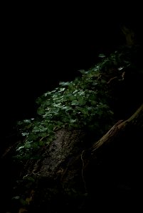 night ivy photo