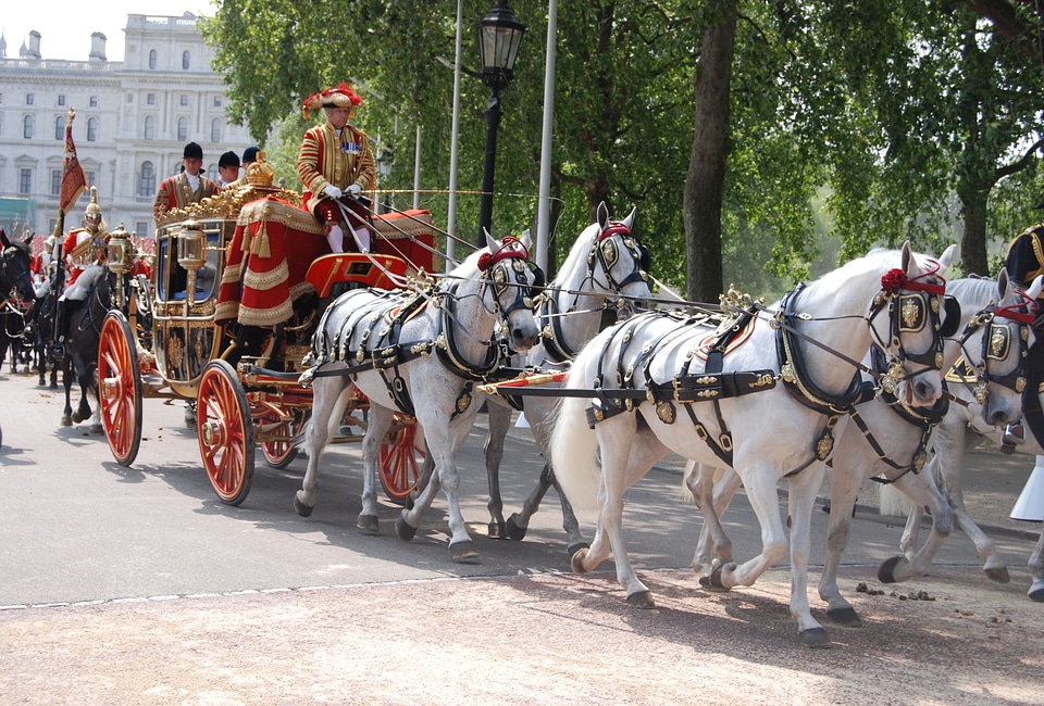 Uniform carriage horses