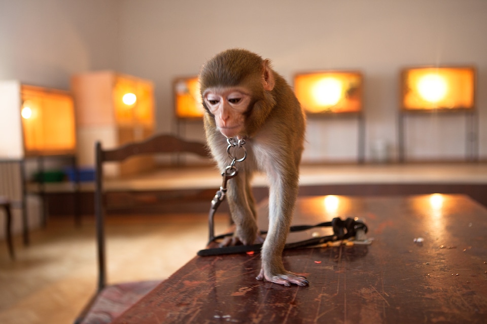monkey
