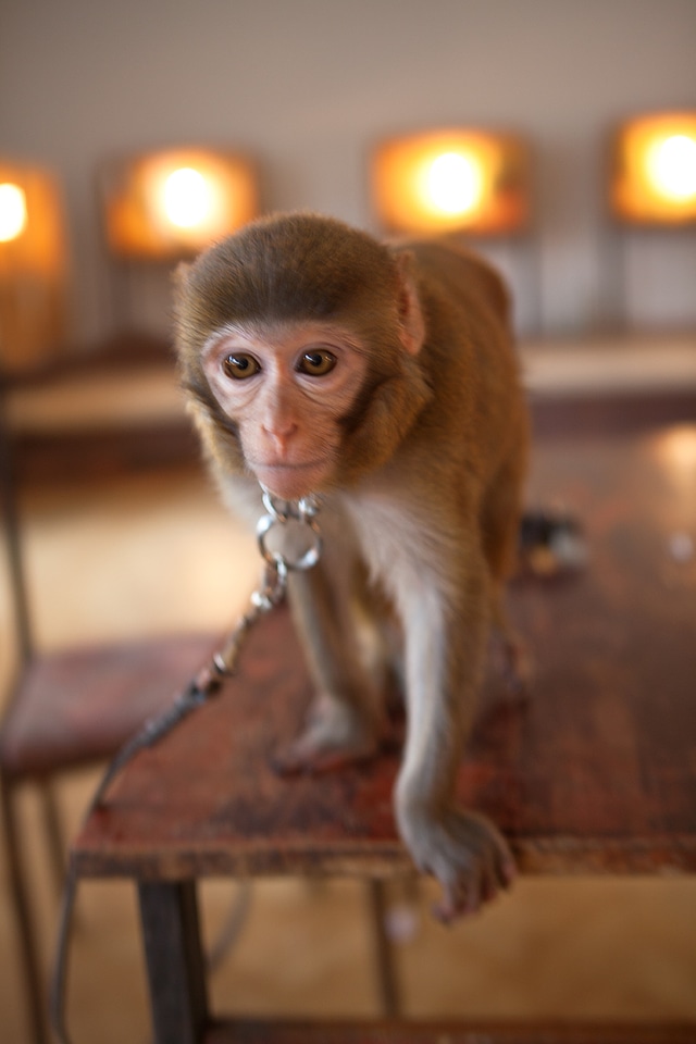 Monkey