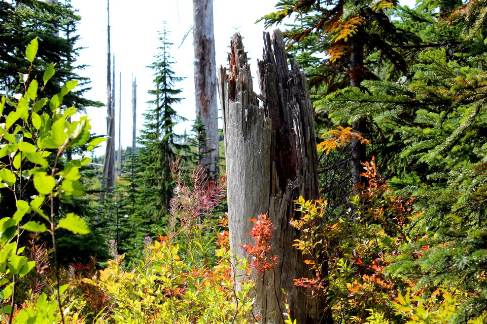 Standing Dead Trees at Mount St. Helens National Volcanic Monument