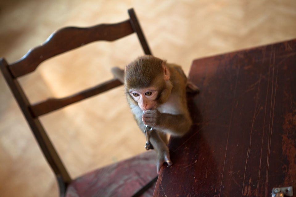 monkey