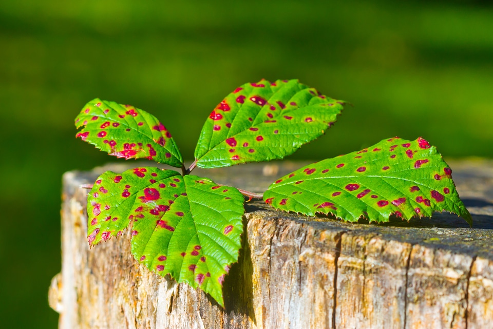 Golden autumn fall foliage plant
