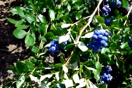blueberries bush photo