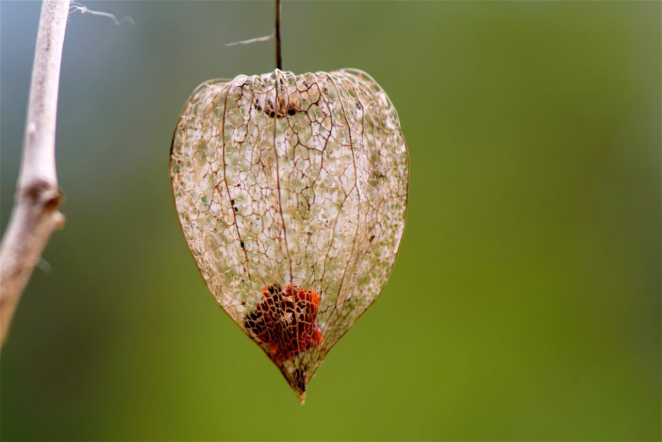 Physalis (amour en cage) - Physalis (cage love) - Physalis (Käfig Liebe) photo