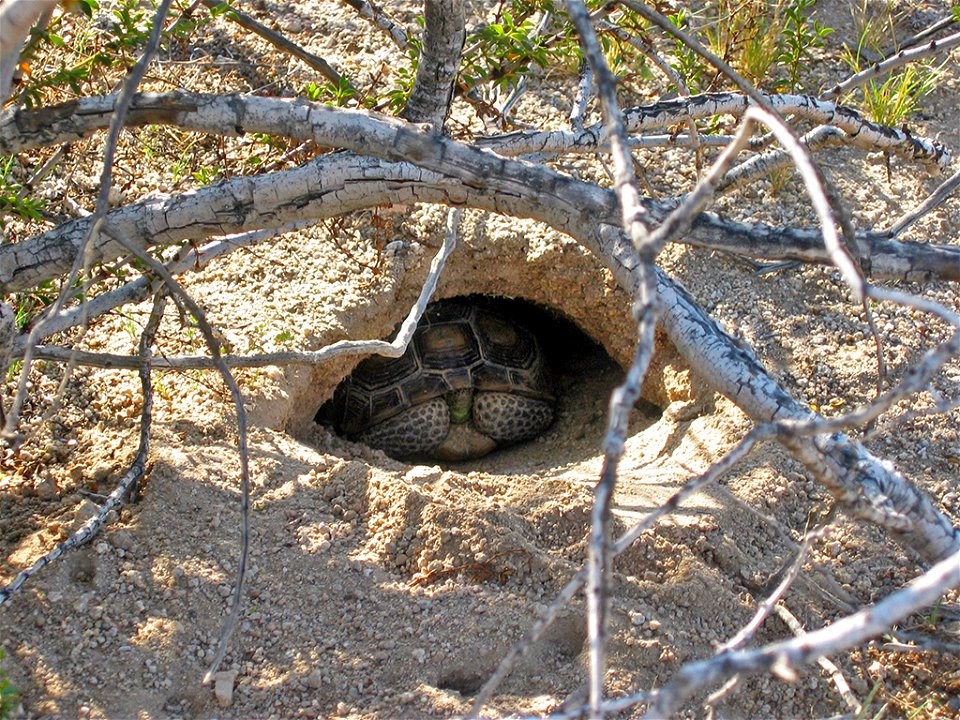 Desert tortoise (Gopherus agassizii) in burrow photo