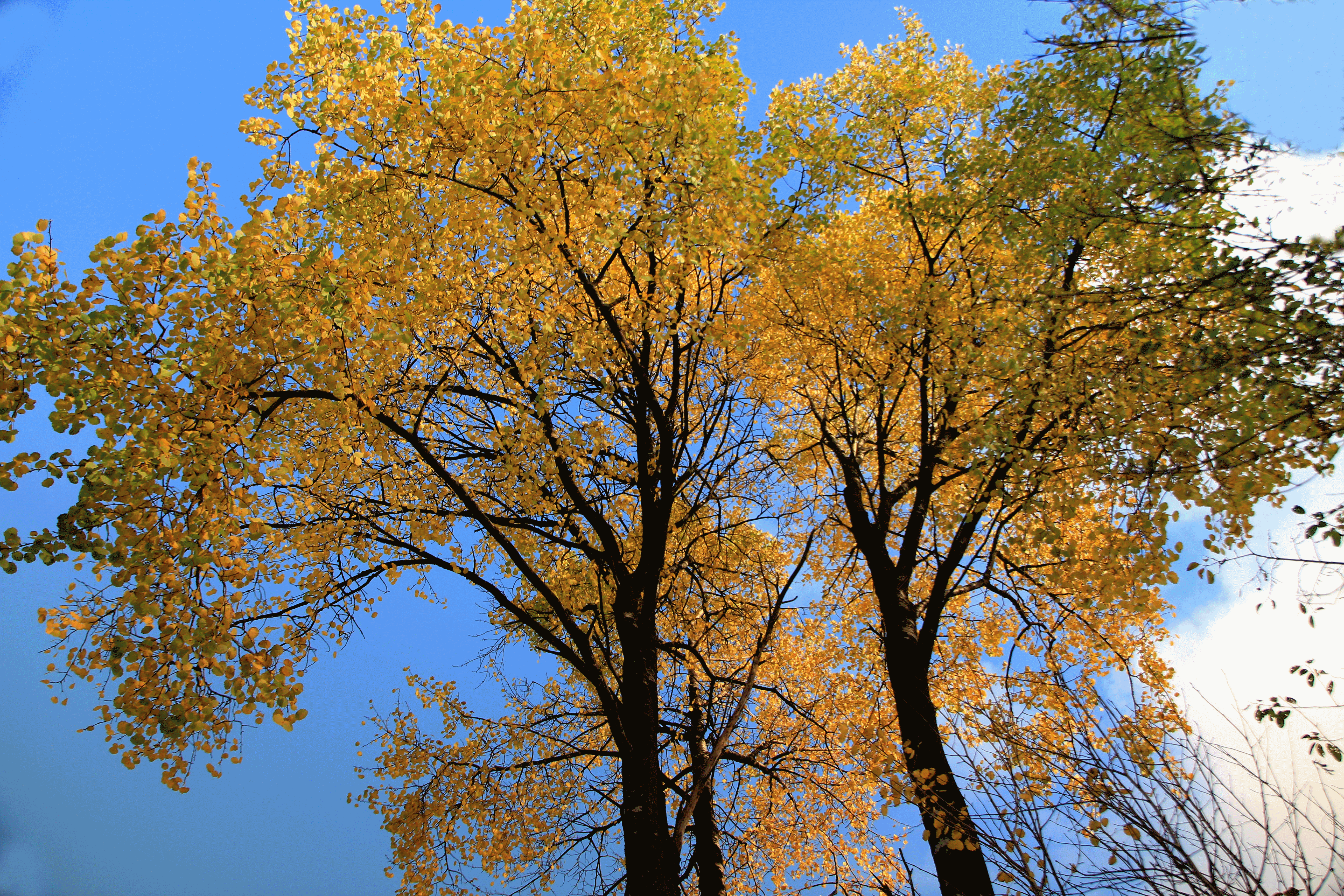 Autumn trees photo