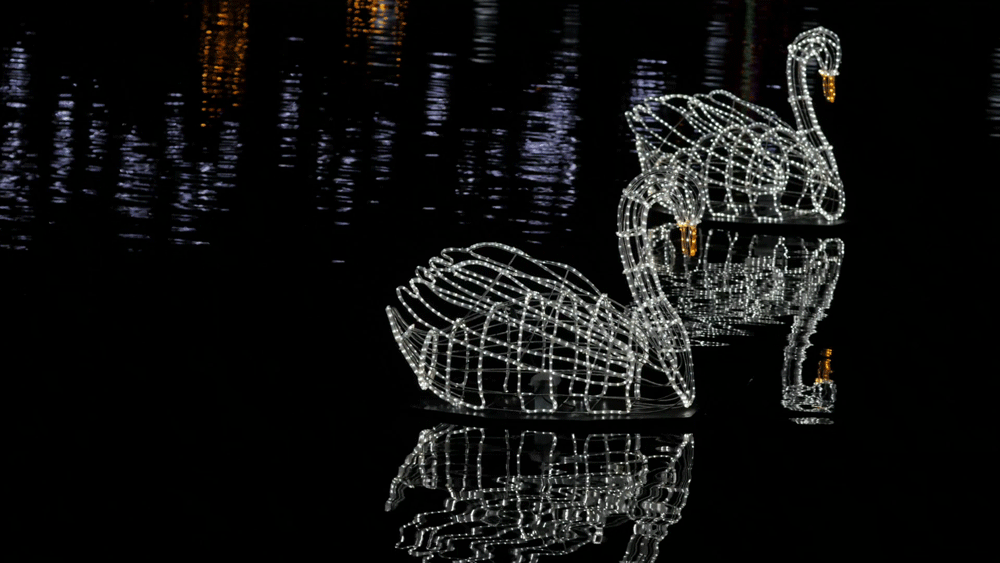 Swans at Night photo