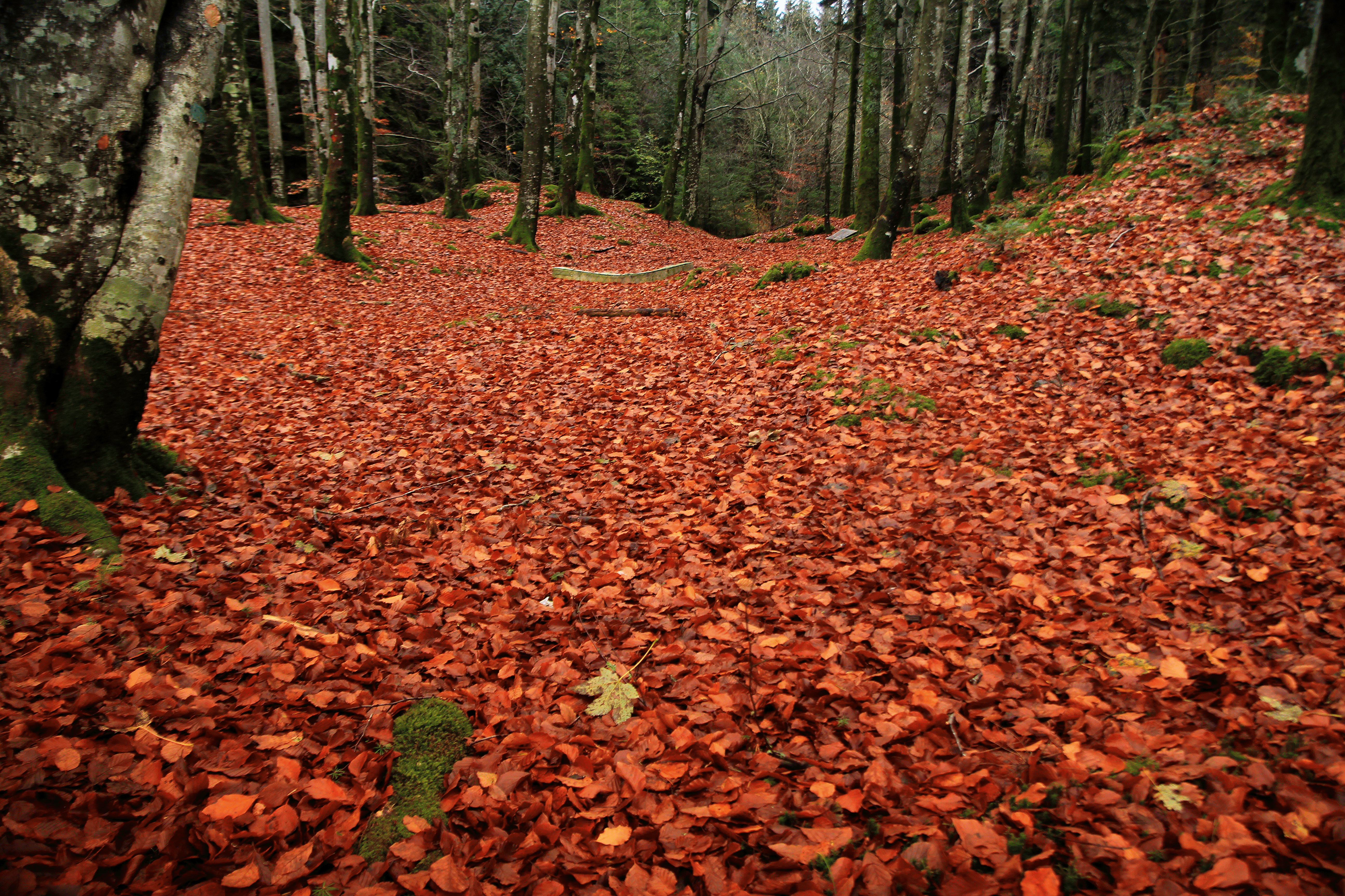 Beech forest at Stend in Bergen