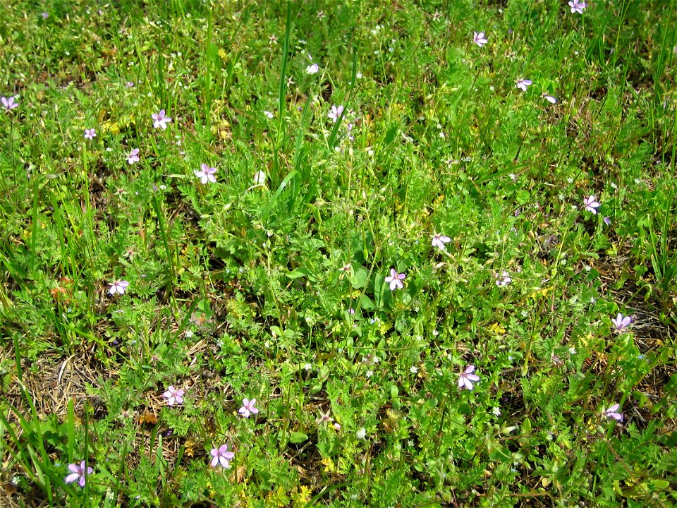 Blooming Erodium cicutarium plants photo