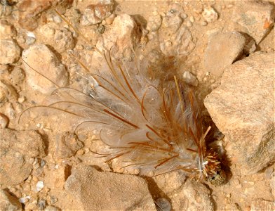 Bagworm larva in the Negev (April 2014). Case is made mostly of feathery Stork’s Bill seeds (Erodium cicutarium). photo