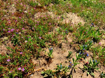 Een vrij kleurrijke vegetatie uit de klasse van de ruderale gemeenschappen (Artemisietea vulgaris). Deze begroeiing heeft zich ontwikkeld op aangevoerd zand langs een weg door een industriegebied in N photo